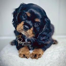 Cavalier King Charles Spaniel Puppies from Royalton Cavaliers
