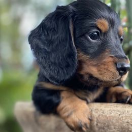 Dachshunds from Betsy's Dachshunds
