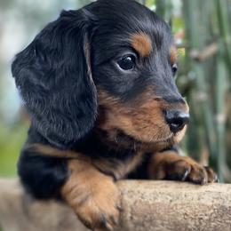 Dachshunds from Betsy's Dachshunds