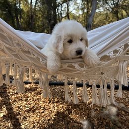 Boy 1 - White male Great Pyrenees puppy in El Dorado Hills, California from Royal Oaks Pyrenees