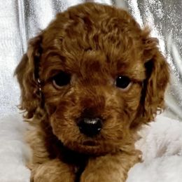 Cavapoo Puppies from Rosie’s Pups MN