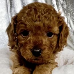 Cavapoo Puppies from Rosie’s Pups MN