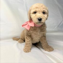 Goldendoodle Puppies from OnlyGoldendoodles