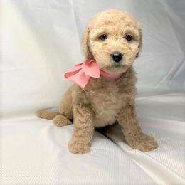 Goldendoodle Puppies from OnlyGoldendoodles