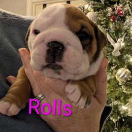 Bulldog Puppies from Shirley EB