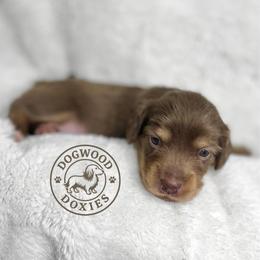 Donut - Chocolate and cream female Dachshund puppy in Monroe, North Carolina from Dogwood Doxies