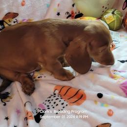 Dachshund Puppies from CLARK'S BREEDING PROGRAM