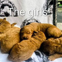 Girl 1 - Red  female Goldendoodle puppy in Red Oak, Iowa from Fisher Pups-Stay Golden with a Doodle
