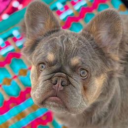 French Bulldogs from Fren She Kisses