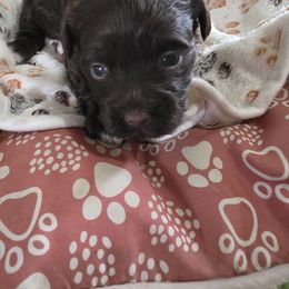 Girl 2 - Red female Havanese puppy in Batesville, Arkansas from Hillbilly Havanese