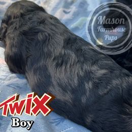 Cockapoo and Goldendoodle Puppies from Mason Farmhouse Poodles, Doodles & Poos