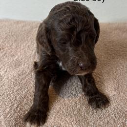 Blue Collar Boy - Brown male Poodle puppy in Colorado Springs, Colorado from Pikes Peak Doodles