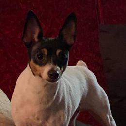 Daisy Doolittle - Toy Fox Terrier