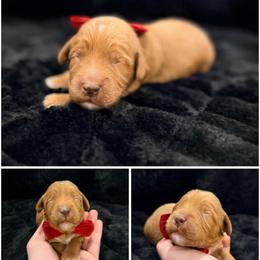 Peppermint - Red male Australian Labradoodle puppy in Summerfield, North Carolina from Four Oaks Labradoodles