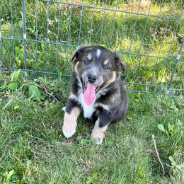 Boy 3    Rascal - Black tri-color Australian Shepherd puppy in Middleton, Idaho from Rustic Canyon Acres