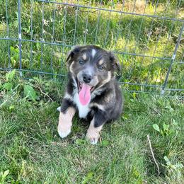 Boy 3    Rascal - Black tri-color Australian Shepherd puppy in Middleton, Idaho from Rustic Canyon Acres