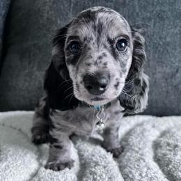 Arrow - Dapple male Dachshund puppy in Ocala, Florida from Weenie Boops
