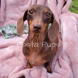 Dachshund puppies from Pasta Pups Miniature Dachshunds