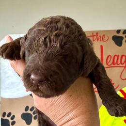 Mo - Chocolate female Labradoodle puppy in Adams, Nebraska from Boxcar Doodles and Poodles