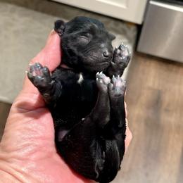 Asia - Black female Miniature Schnauzer puppy in Interlachen, Florida from Pam's Schnauzers