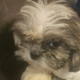 Pop Tart - Sable and white male Shih Tzu puppy in Carthage, Missouri from Cooley's Cuddle Pups