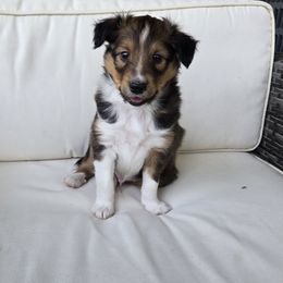 Russet - White and sable male Shetland Sheepdog puppy in Middleburg, Pennsylvania from Willow Tree Berners