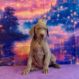 Ella - Silver gray female Weimaraner puppy in Aitkin, Minnesota from Whispering’s GunDogs