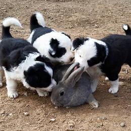 Border Collie Puppies from Dog Pond Border Collies