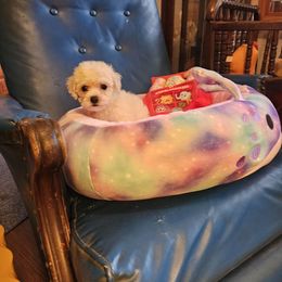 Bella - White and buff female Bichon Frise puppy in Chatham, Illinois from Bichon Frise Partnership