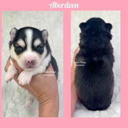 Aberdeen - Black and white female Pomsky puppy in Sheffield, Iowa from Clover Ridge Pomskies