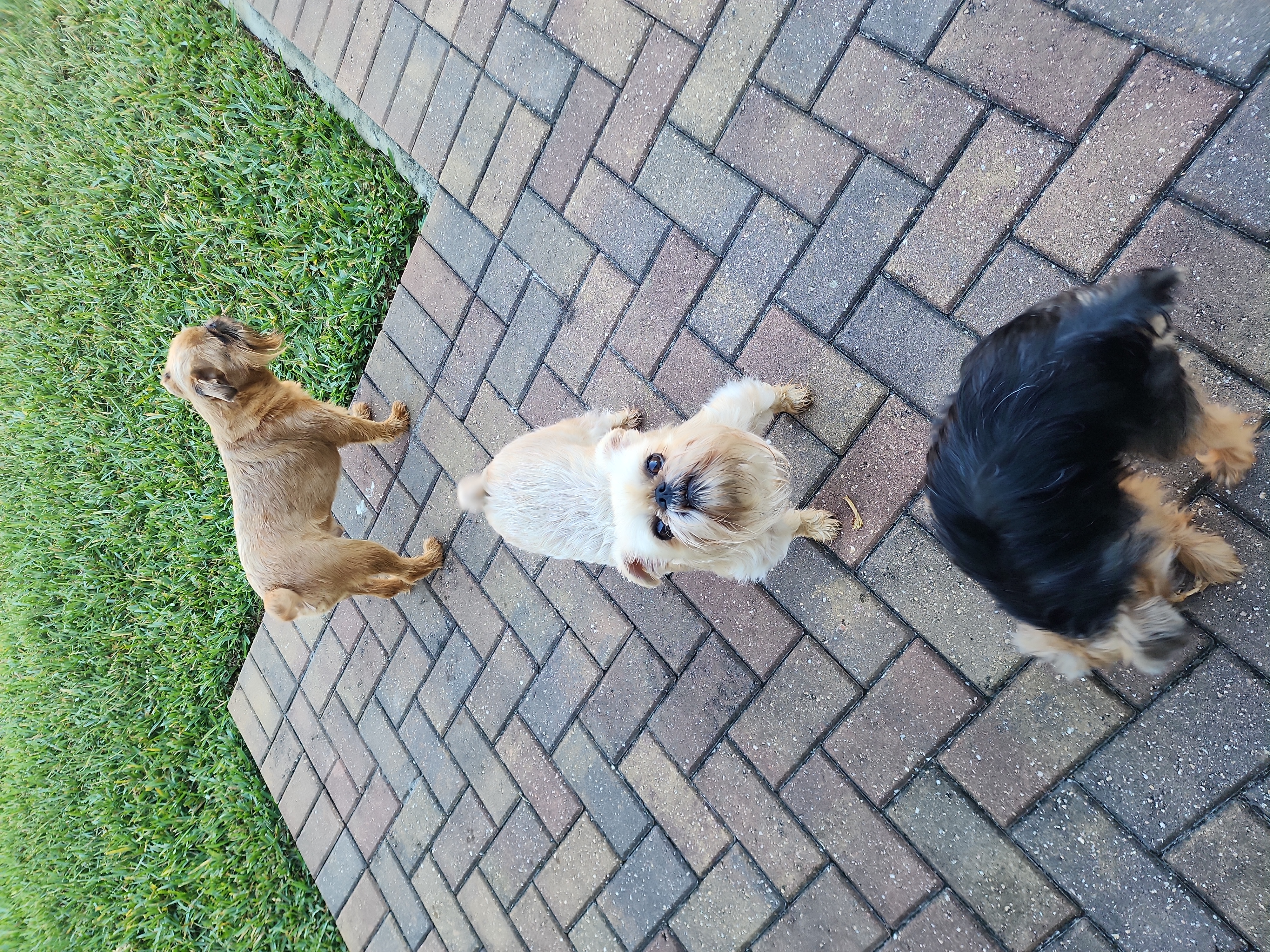 Brussels Griffons from Karen Marquez