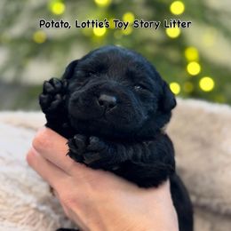 Mrs. Potato - Black female Labrador Retriever puppy in Owosso, Michigan from Bennington Retrievers