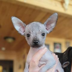 Hairless female - Black female Xoloitzcuintli puppy in Gladstone, Virginia from Rustic Charms Miniature Huskys