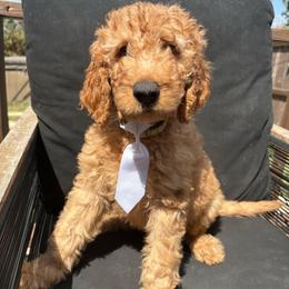 White - Apricot male Goldendoodle puppy in Buda, Texas from Anita’s Doodles