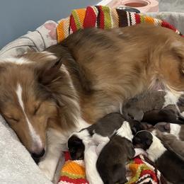 Shetland Sheepdogs from McDermon Shelties