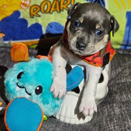 Mania - Blue white and tan male Rat Terrier puppy in Lynn, Alabama from Cryptic Rat Terriers