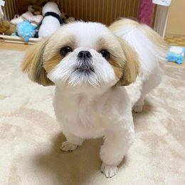 Shih Tzu Puppies from N.F.S.T Imperial ShihTzu Puppies.