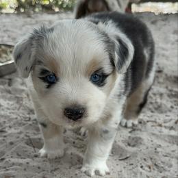 Charlotte - Blue merle female Miniature Australian Shepherd puppy in Daytona Beach, Florida from Underhill Aussies