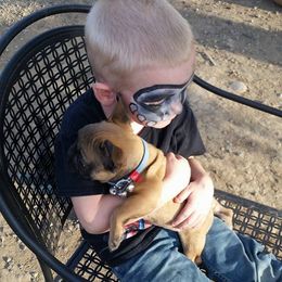 French Bulldog Puppies from Ginny's Frenchie's