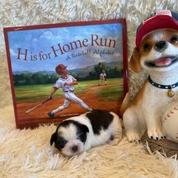 Charlie - Chocolate male Shih Tzu puppy in Success, Missouri from Sweet Success