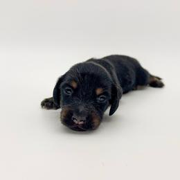 Magnolia - Black and tan female Dachshund puppy in Waddell, Arizona from Neu Doxies