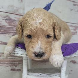 Corn - Red  female Goldendoodle puppy in Grabill, Indiana from Rose's Doodles
