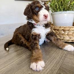 Willie Nelson - Tri-color male Bernedoodle puppy in Draper, Utah from Salt City Farm