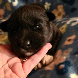 Stealth - Black male Siberian Husky puppy in Urbana, Ohio from Fairhaven's Siberian Huskies