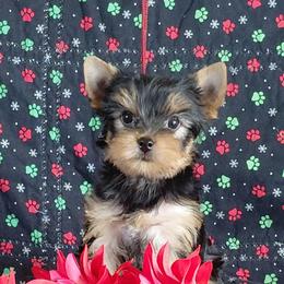 Lizzy - Blue and gold female Yorkshire Terrier puppy in Pinellas Park, Florida from Silversands Yorkshire Terriers