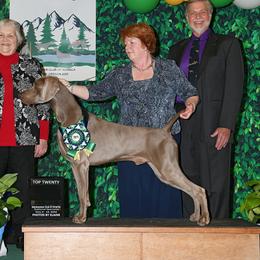 Legend - Weimaraner