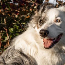 Mable - Border Collie