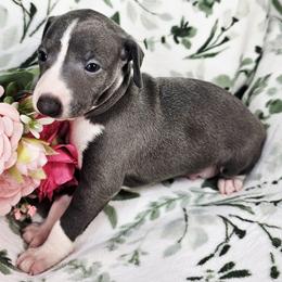 Vivaldi - Blue male Italian Greyhound puppy in Cadwell, Georgia from All The DoDa Day Italian Greyhounds