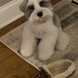 Miniature Schnauzer Puppies from Lap Happy Schnauzers
