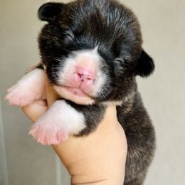 American Corgi Puppies from 5H Corgis